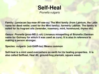 Self-Heal Prunella vulgaris