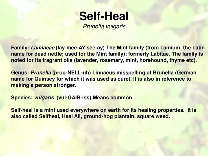 self heal prunella vulgaris