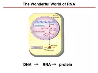The Wonderful World of RNA