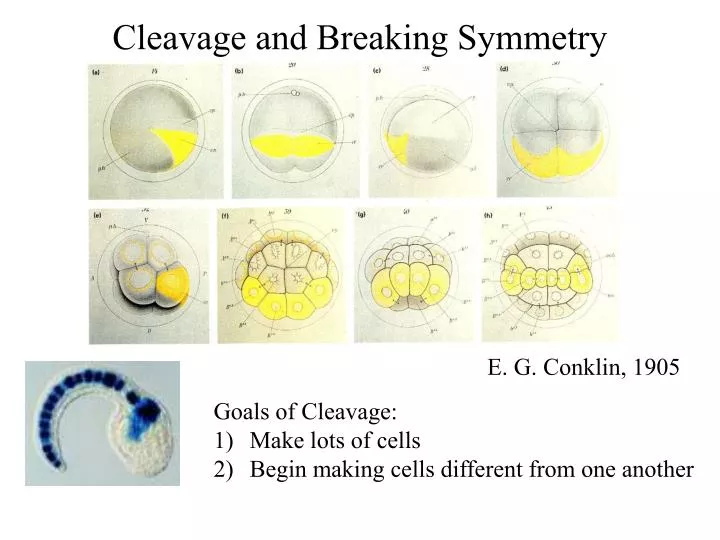 cleavage and breaking symmetry