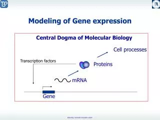 Modeling of Gene expression
