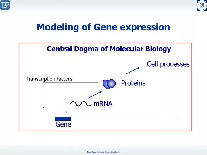 modeling of gene expression