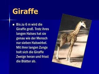giraffe