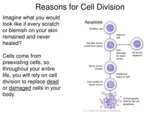 Reasons for Cell Division
