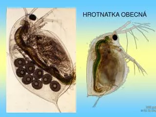 hrotnatka obecn