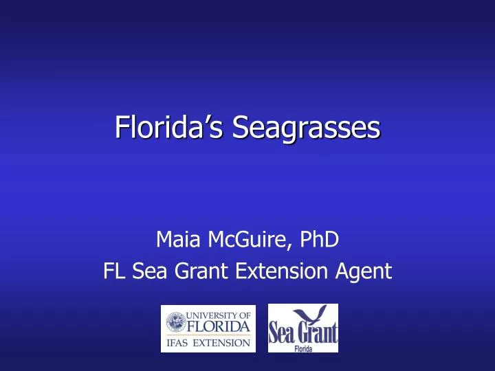 florida s seagrasses
