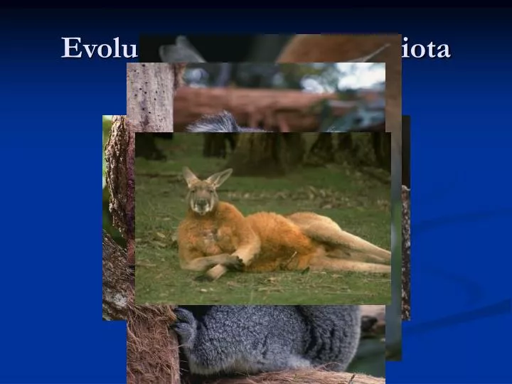 evolution of australian biota