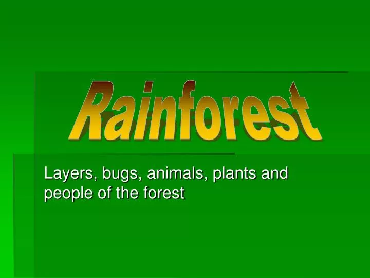 layers bugs animals plants and people of the forest
