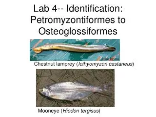 Lab 4-- Identification: Petromyzontiformes to Osteoglossiformes