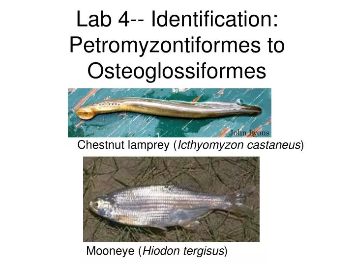 lab 4 identification petromyzontiformes to osteoglossiformes