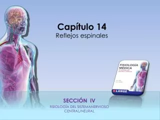 secci n iv fisiolog a del sistemanervioso central neural