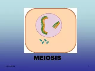 meiosis