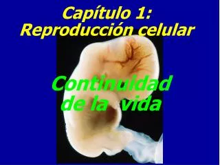 continuidad de la vida