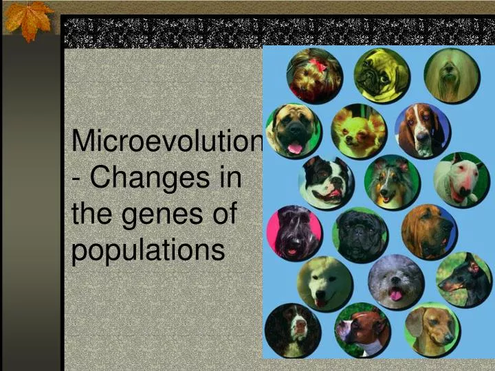 microevolution changes in the genes of populations