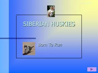 SIBERIAN HUSKIES