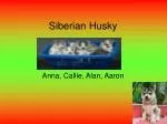 Siberian Husky - slide 1