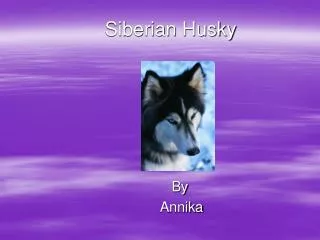 Siberian Husky