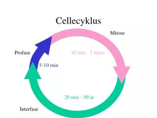Cellecyklus
