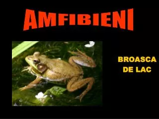 broasca de lac