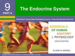 the endocrine system
