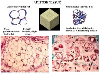 ADIPOSE TISSUE