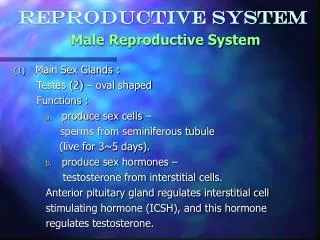 Reproductive System Male Reproductive System