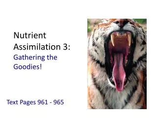 Nutrient Assimilation 3: Gathering the Goodies!