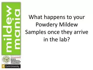 What happens to your Powdery Mildew Samples once they arrive in the lab?