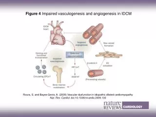 Figure 4 Impaired vasculogenesis and angiogenesis in IDCM