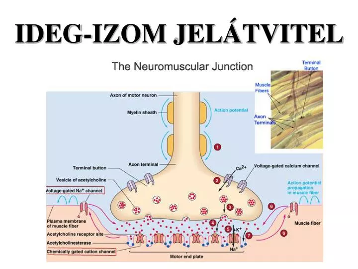 ideg izom jel tvitel