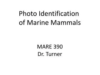 Photo Identification of Marine Mammals MARE 390 Dr. Turner