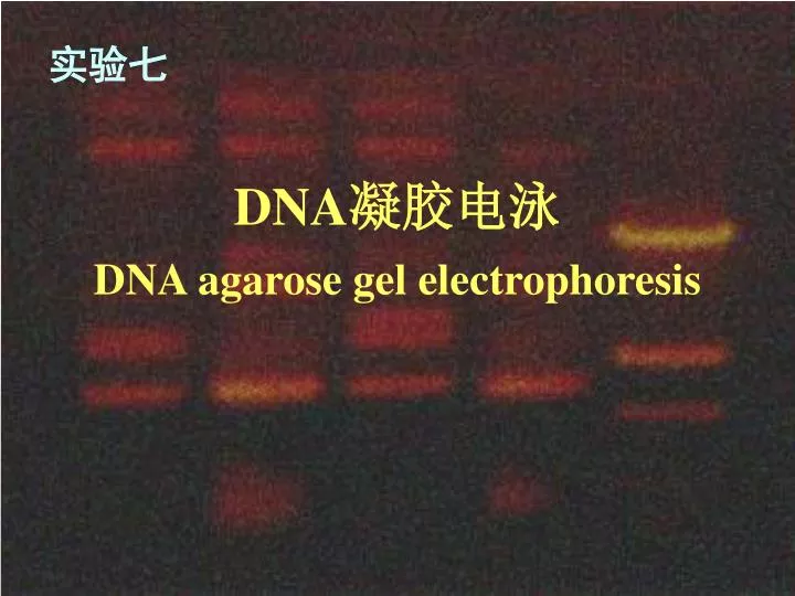 dna dna agarose gel electrophoresis