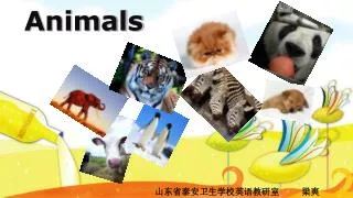 animals