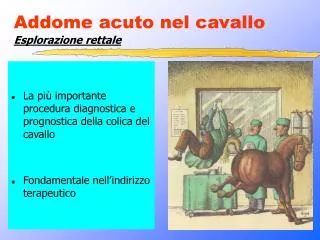 addome acuto nel cavallo
