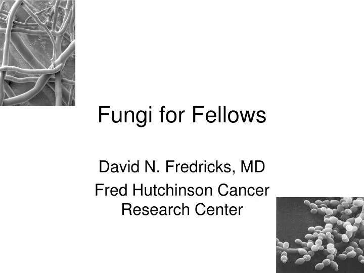 fungi for fellows