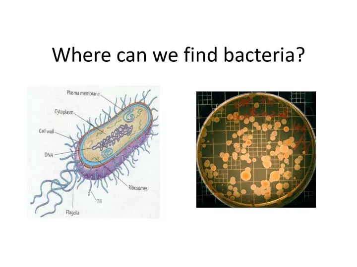 where can we find bacteria