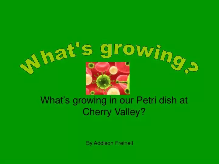what s growing in our petri dish at cherry valley