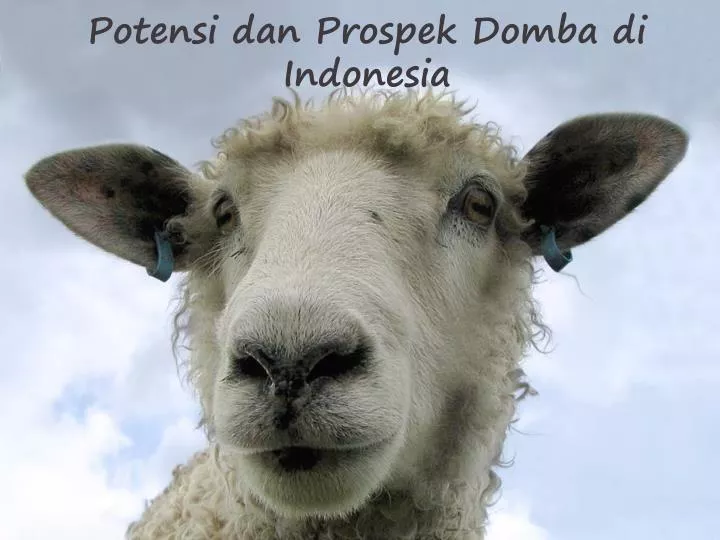 potensi dan prospek domba di indonesia