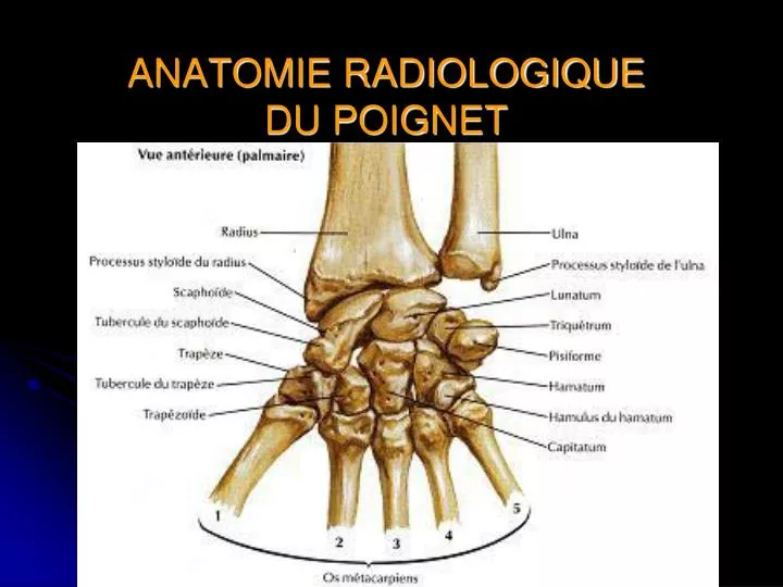 anatomie radiologique du poignet