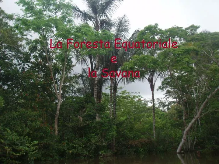 la foresta equatoriale e la savana