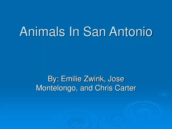 animals in san antonio