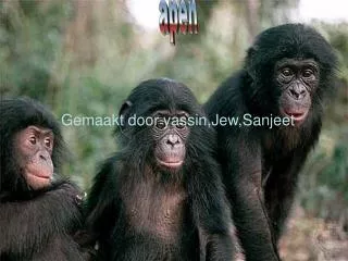 gemaakt door yassin jew sanjeet