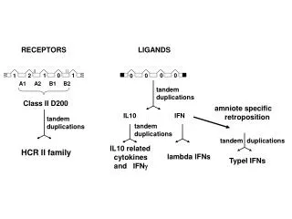 IL10 related cytokines and IFN ?