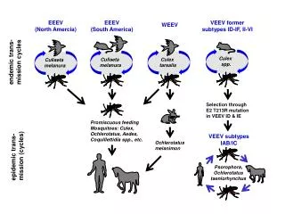 endemic trans-mission cycles