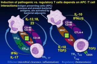 Induction of pathogenic vs. regulatory T cells depends on APC /T cell interactions