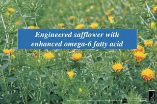 Engineered safflower with enhanced omega-6 fatty acid