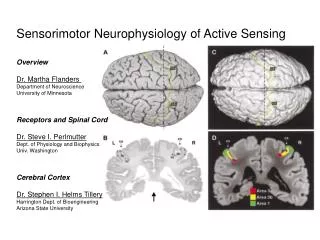 Sensorimotor Neurophysiology of Active Sensing Overview Dr. Martha Flanders