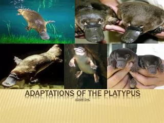 Adaptations of the Platypus adam Ohl