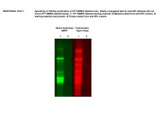 Serine hydrolase ABPP