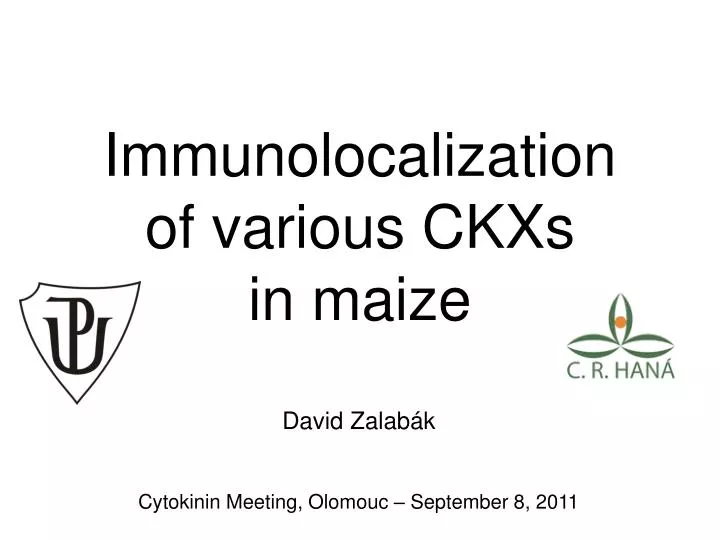 immunolocalization of various ckxs in maize